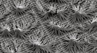 polymer-fronds-and-spheres-631